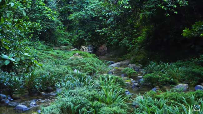 The Healing Power Of Nature Sounds