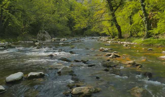 Water Stream & Birdsong Sounds