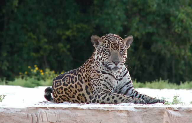 Animals That Call The Jungle Home