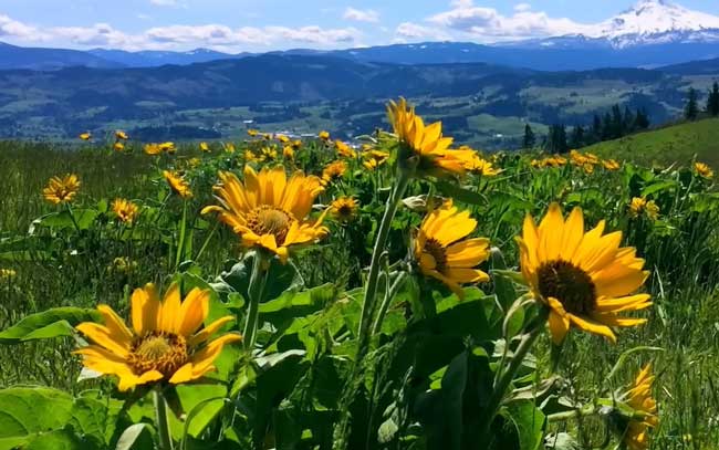 Relaxing Meadow with Ambient Nature Sounds