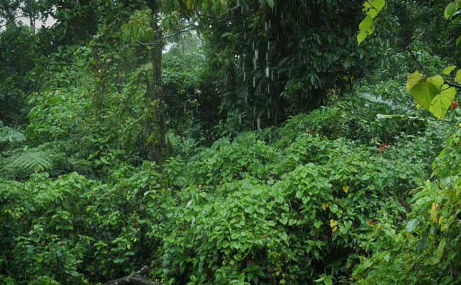 Rainforest Rain Sounds for Sleeping or Studying
